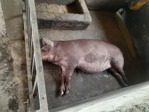 Pig / Pork