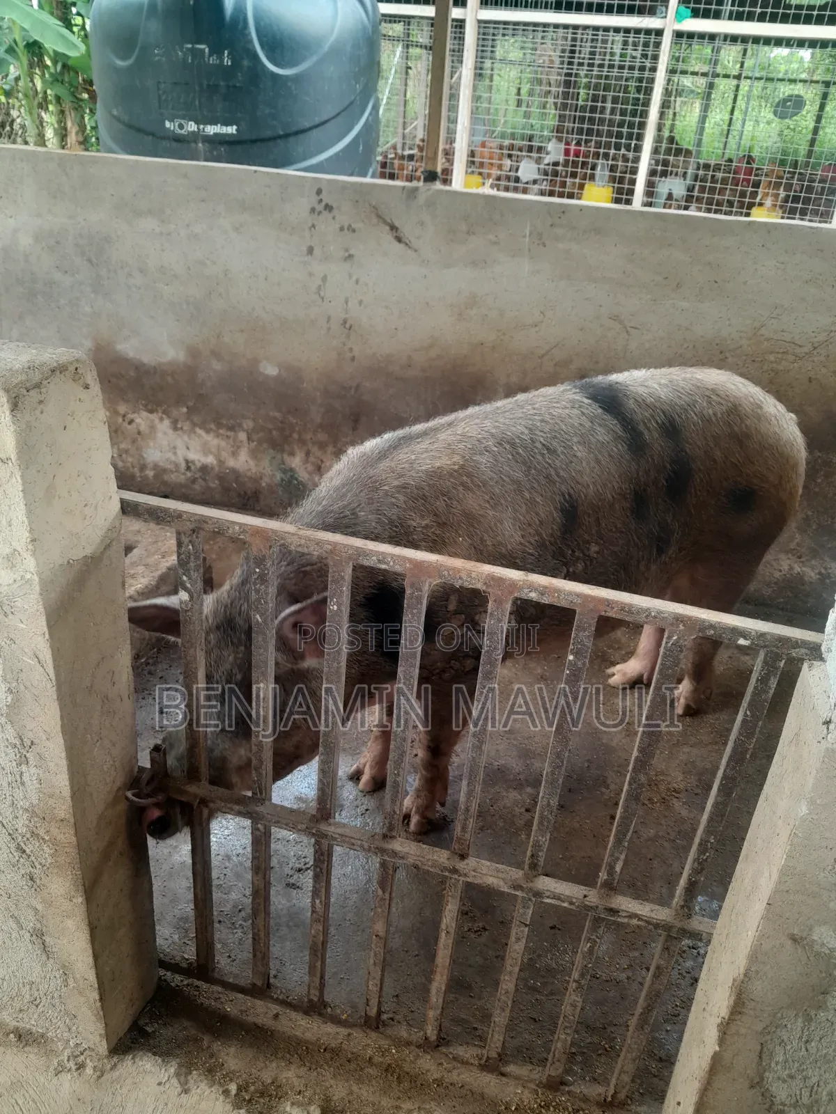 Pig / Pork