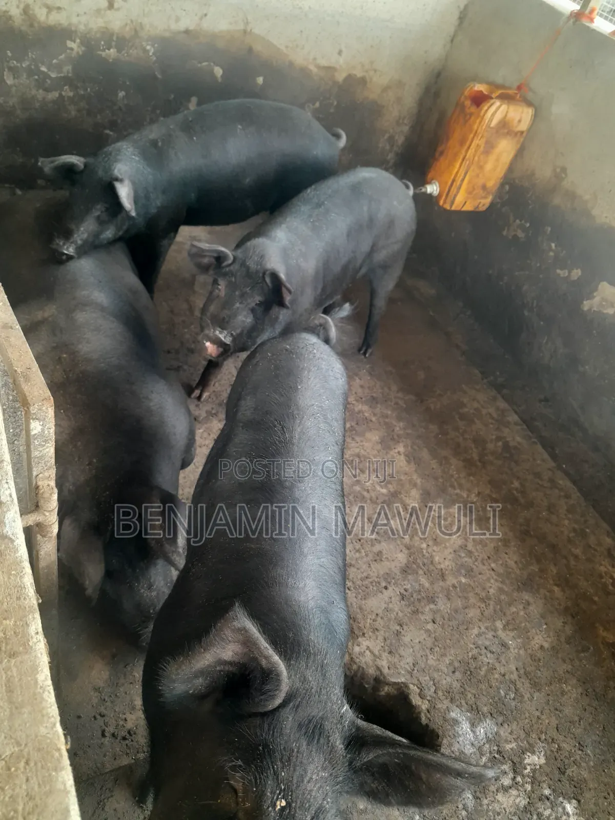 Pig / Pork