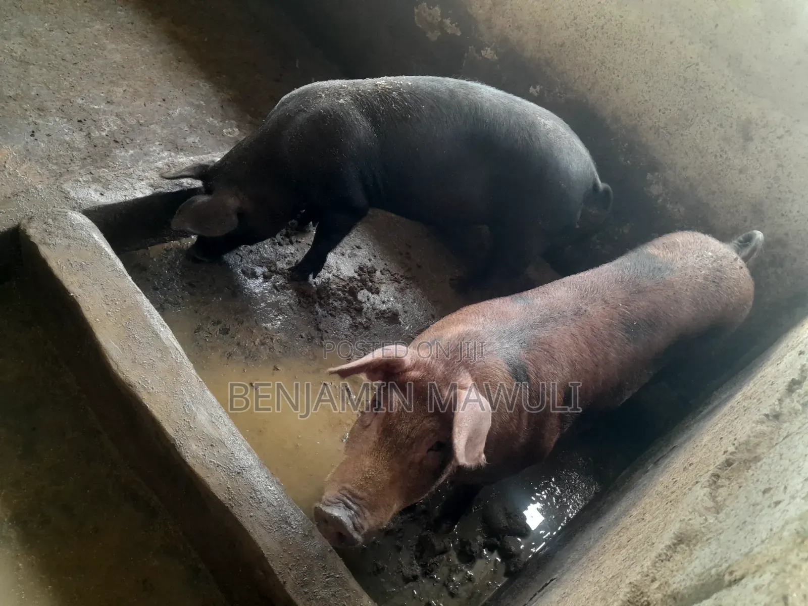 Pig / Pork