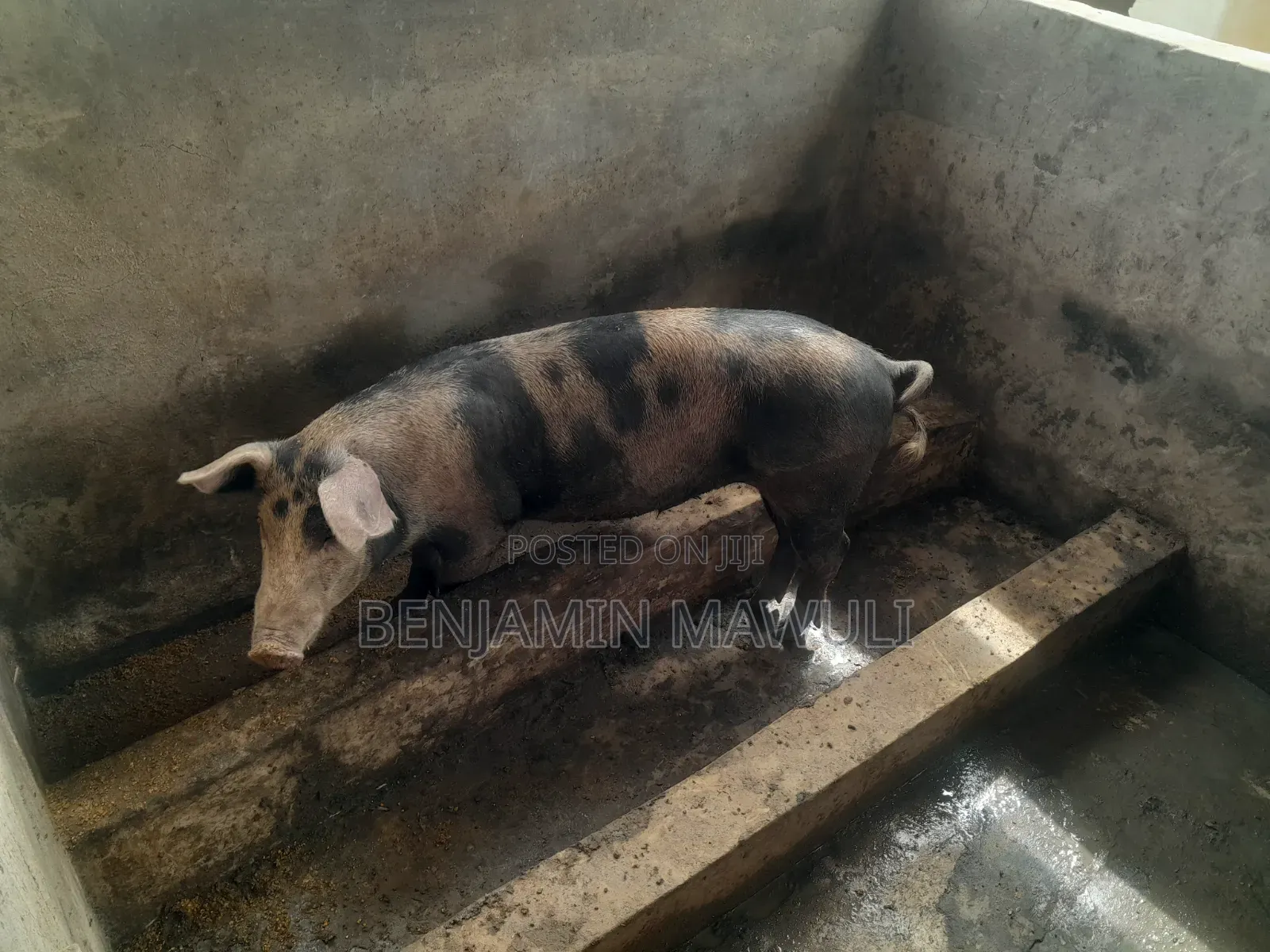 Pig / Pork