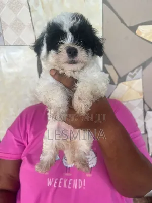 1-3 months Female Purebred Maltipoo
