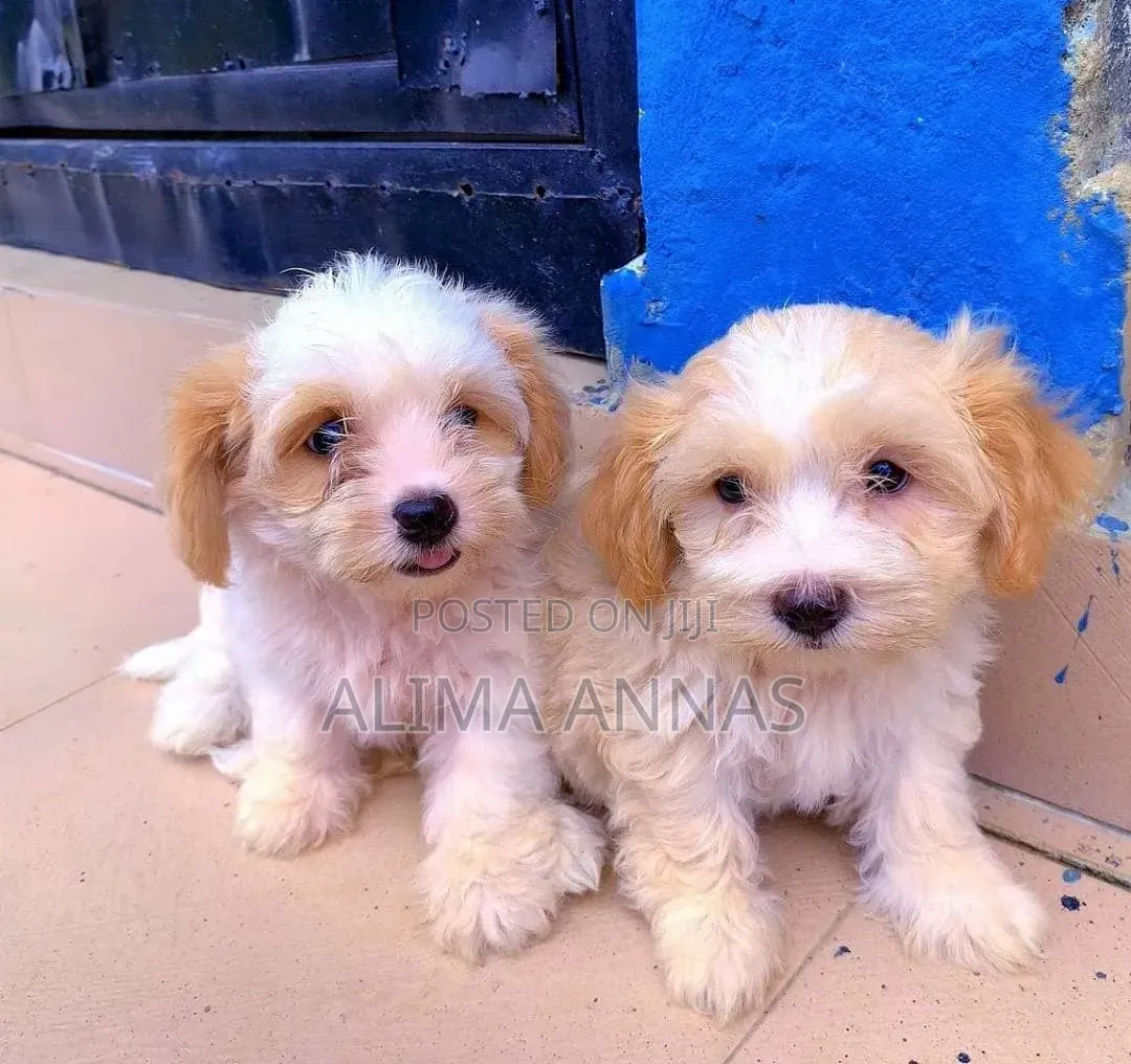 1-3 months Male Purebred Poodle