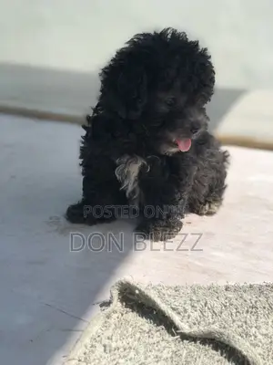 0-1 month Male Mixed Breed Maltipoo