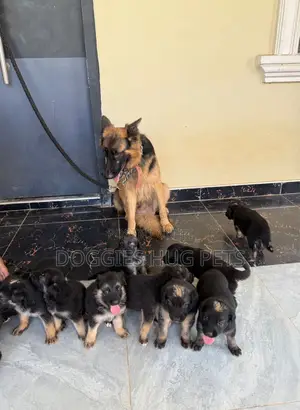 1-3 months Female Purebred German Shepherd