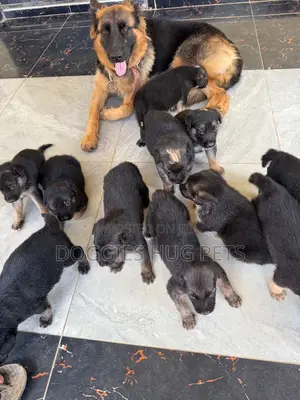 1-3 months Female Purebred German Shepherd