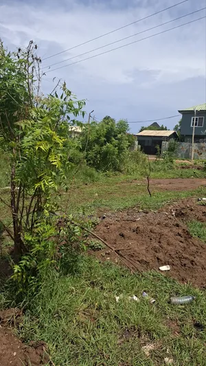 Land 70 by 100