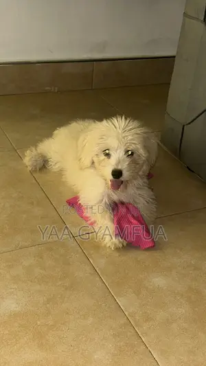 3-6 months Female Purebred Maltese