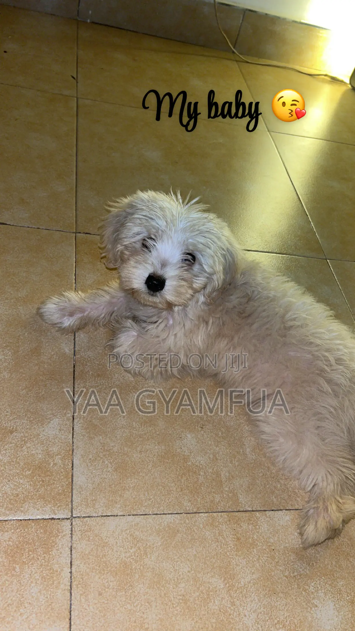 3-6 months Female Purebred Maltese