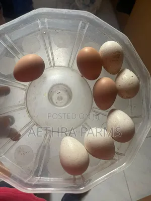 Fertile Foreign Turkey Eggs Available