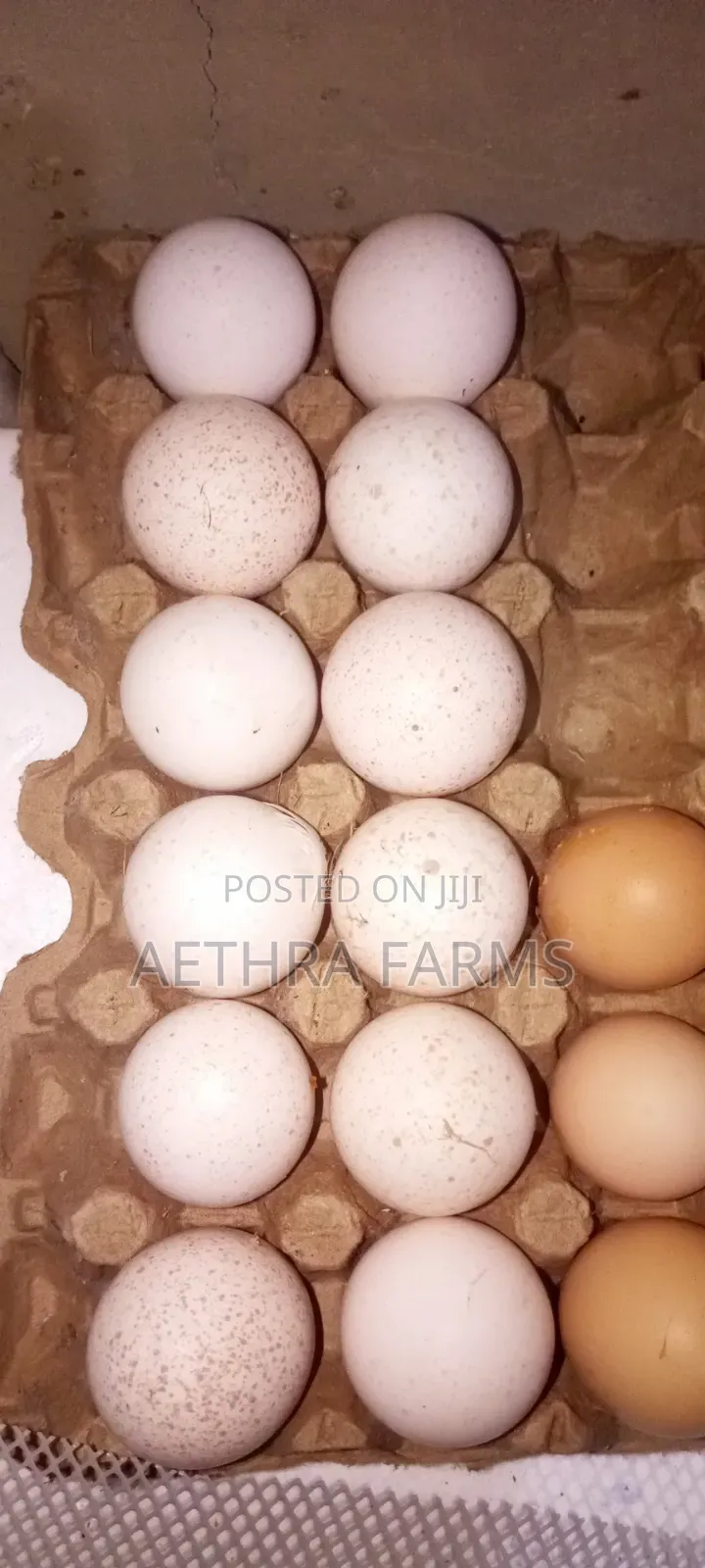 Fertile Foreign Turkey Eggs Available