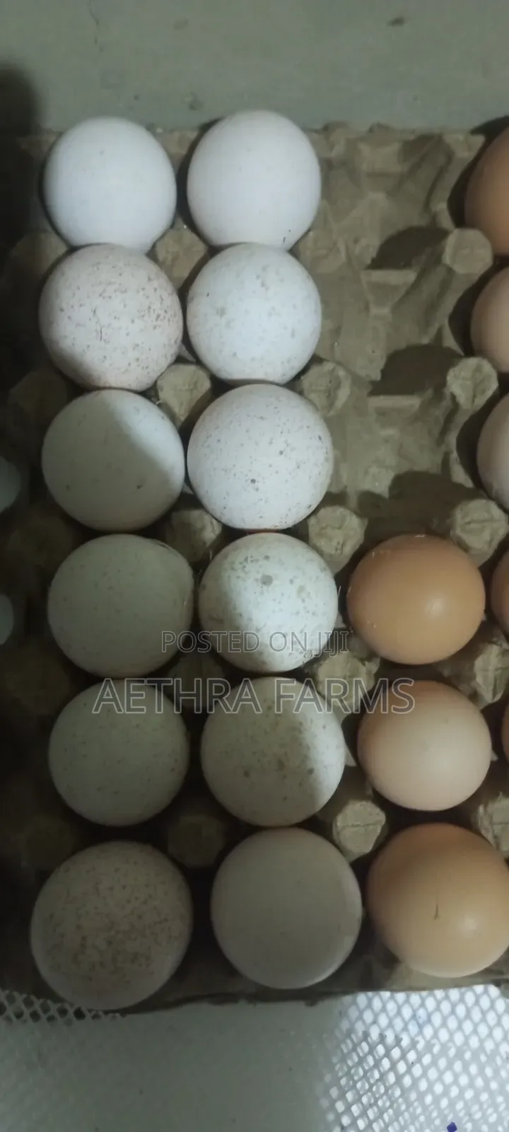 Fertile Foreign Turkey Eggs Available