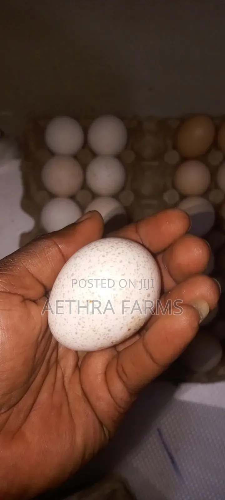 Fertile Foreign Turkey Eggs Available