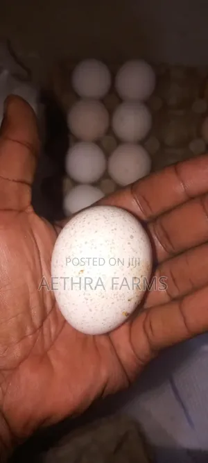 Fertile Foreign Turkey Eggs Available