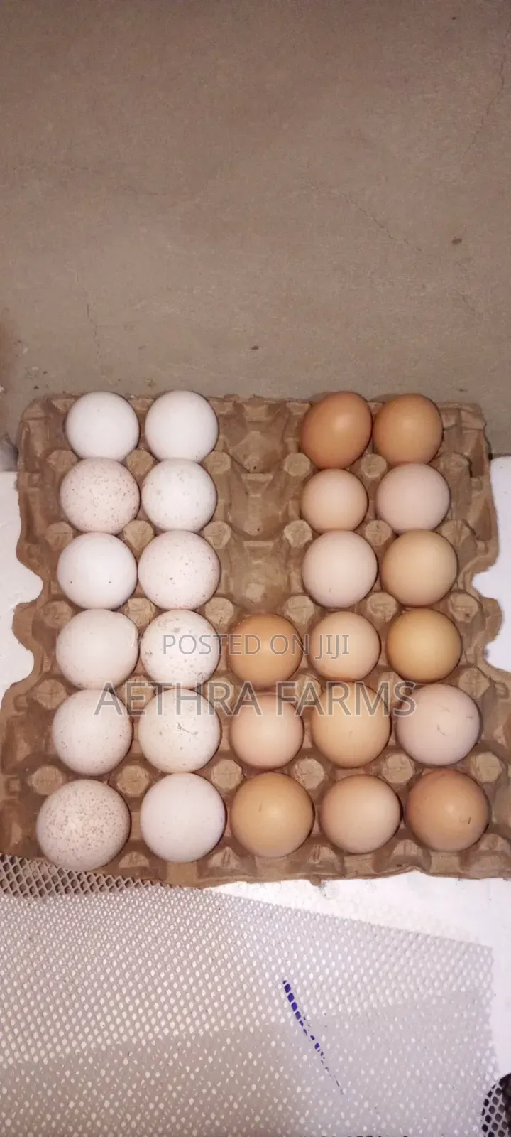 Fertile Foreign Turkey Eggs Available