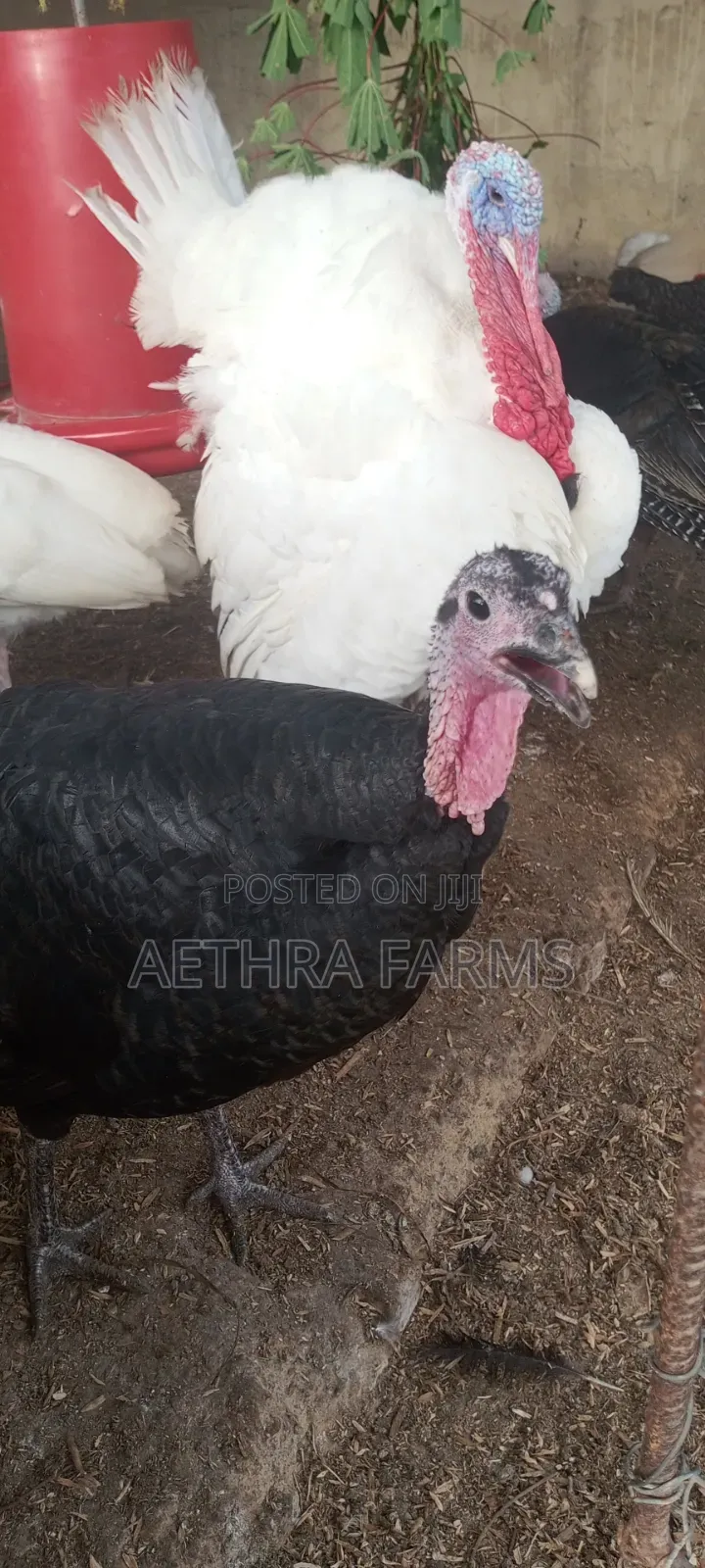 Fertile Foreign Turkey Eggs Available