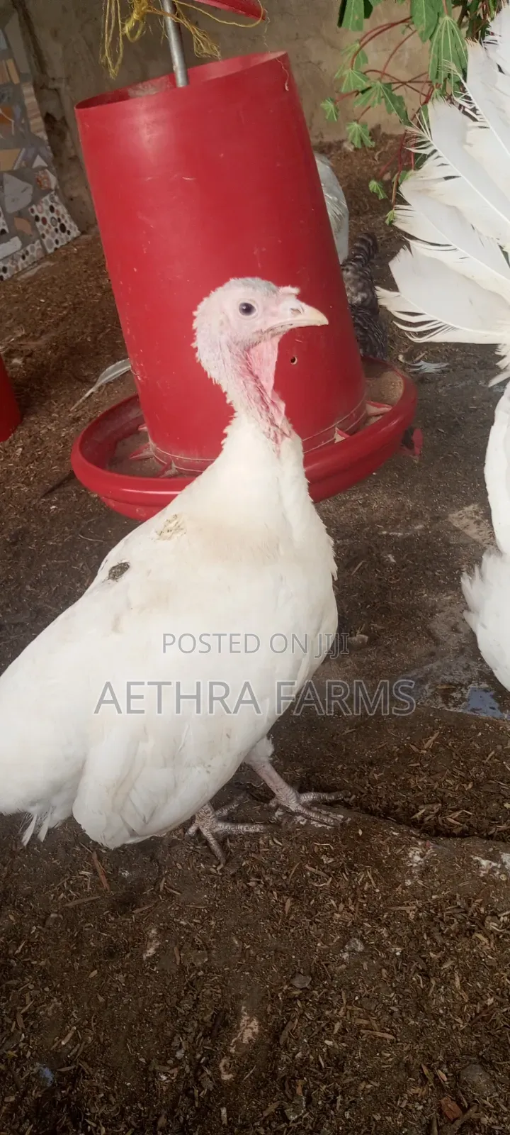 Fertile Foreign Turkey Eggs Available