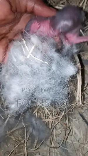 Rabbit for Sale