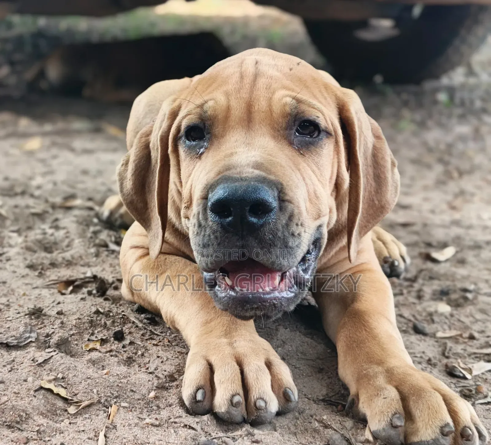 3-6 months Male Purebred Boerboel