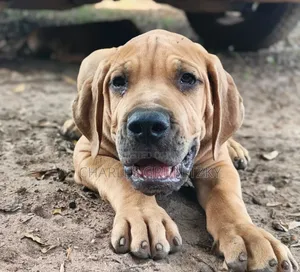 3-6 months Male Purebred Boerboel