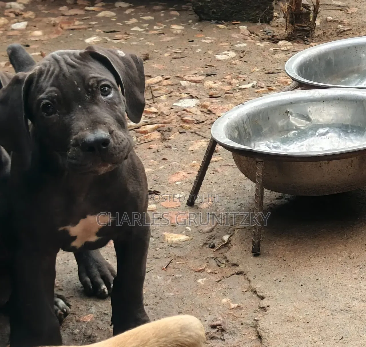 3-6 months Male Purebred Boerboel
