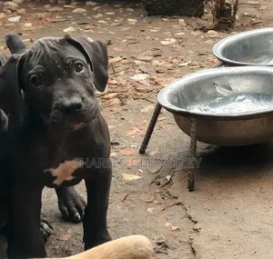 3-6 months Male Purebred Boerboel