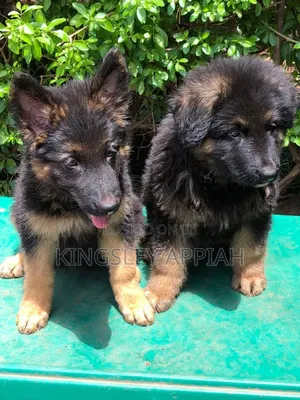 1-3 months Male Purebred German Shepherd
