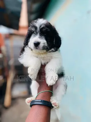 1-3 months Female Purebred Poodle