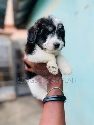 1-3 months Female Purebred Poodle