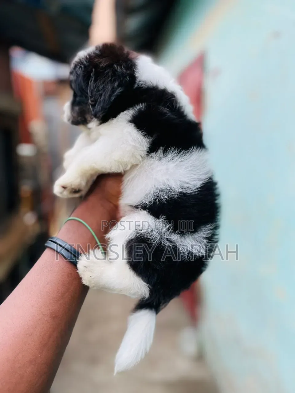 1-3 months Female Purebred Poodle