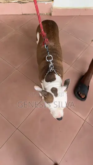 1+ year Female Purebred American Pit Bull Terrier