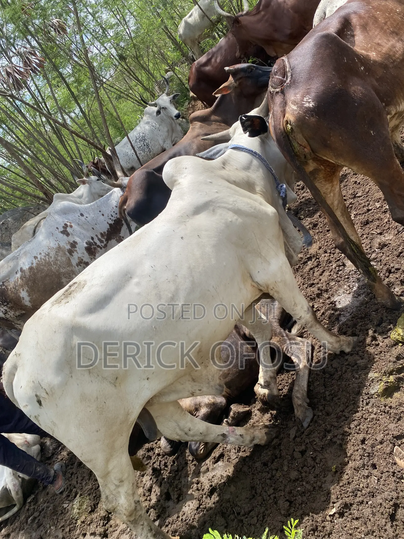 Matured Cows For Salah