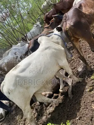 Matured Cows For Salah