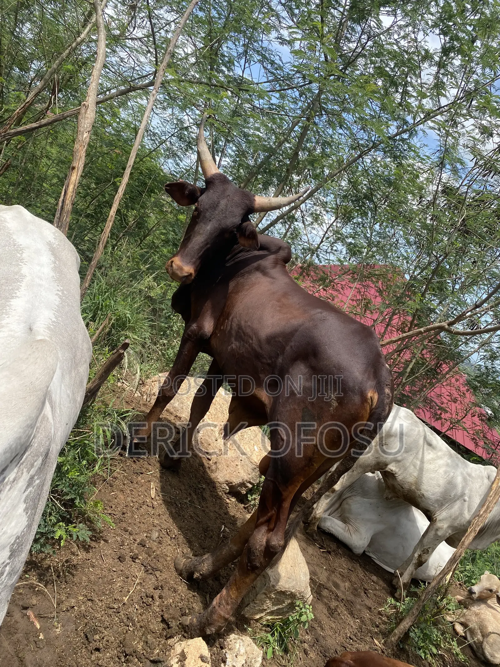 Matured Cows For Salah