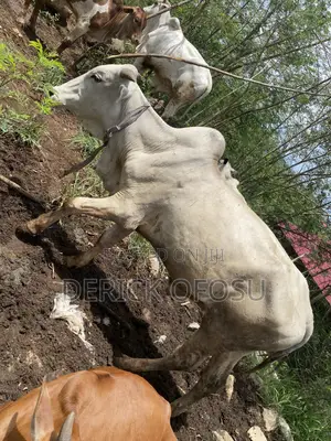 Matured Cows For Salah