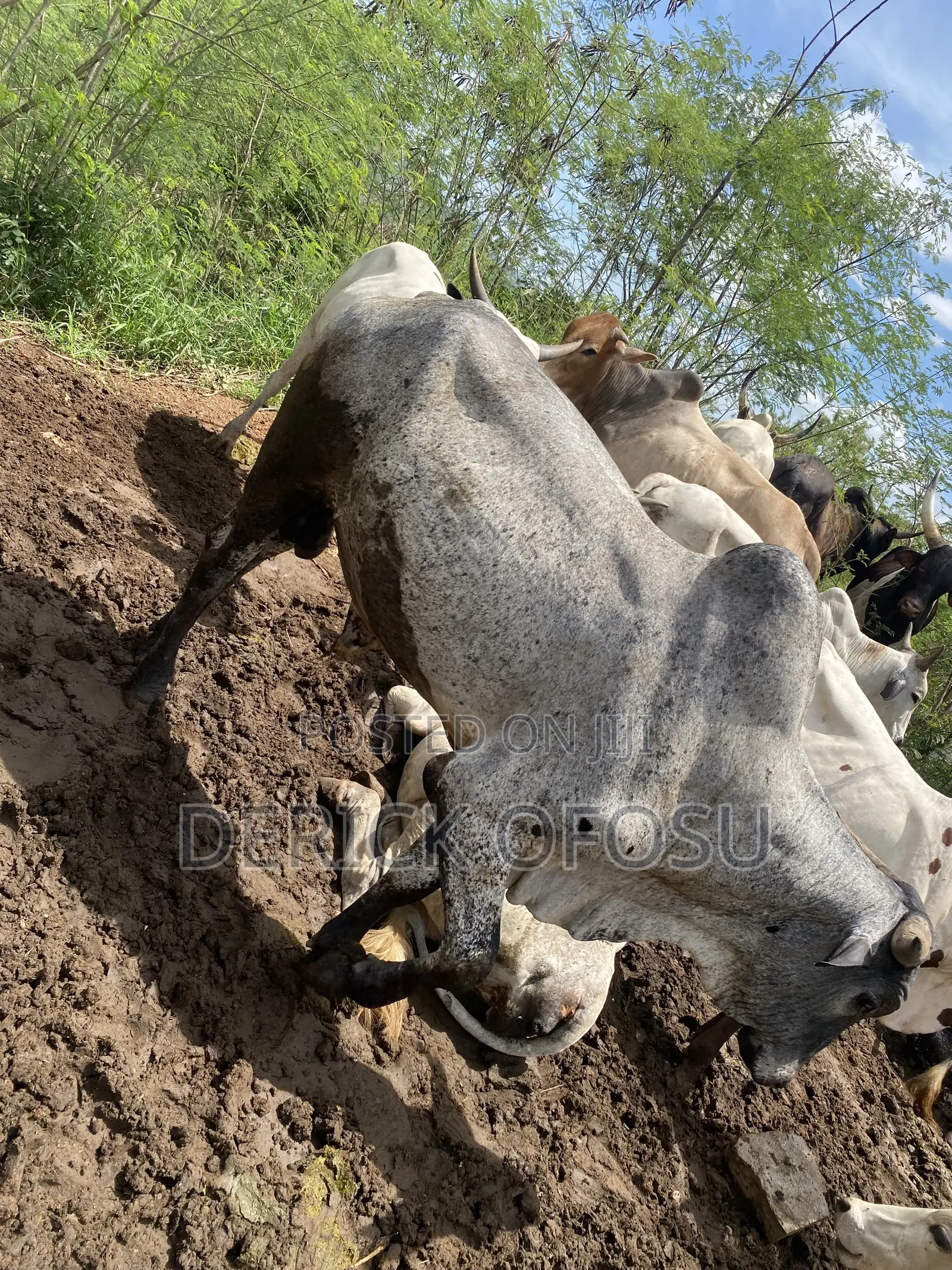 Matured Cows For Salah