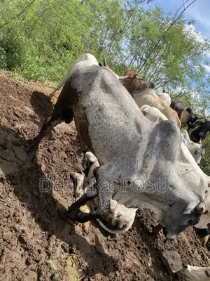 Matured Cows For Salah