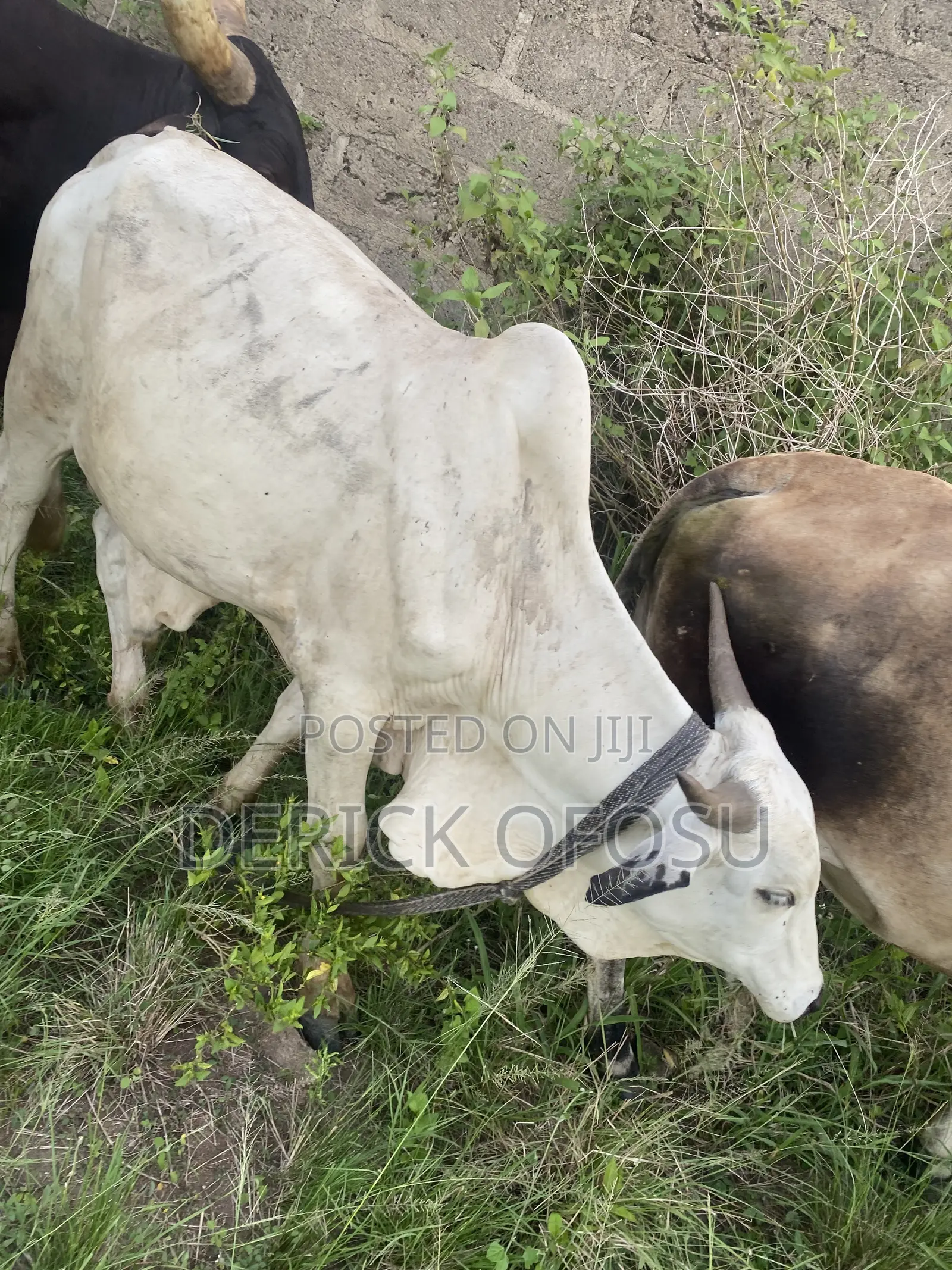 Matured Cows For Salah