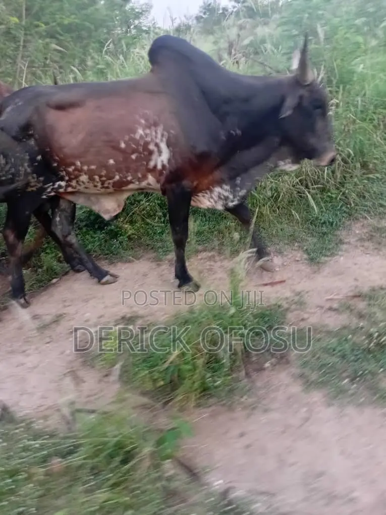 Matured Cows For Salah