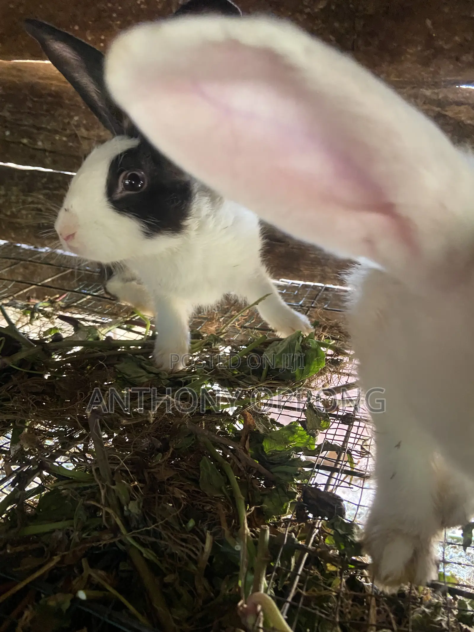 Male Rabbits