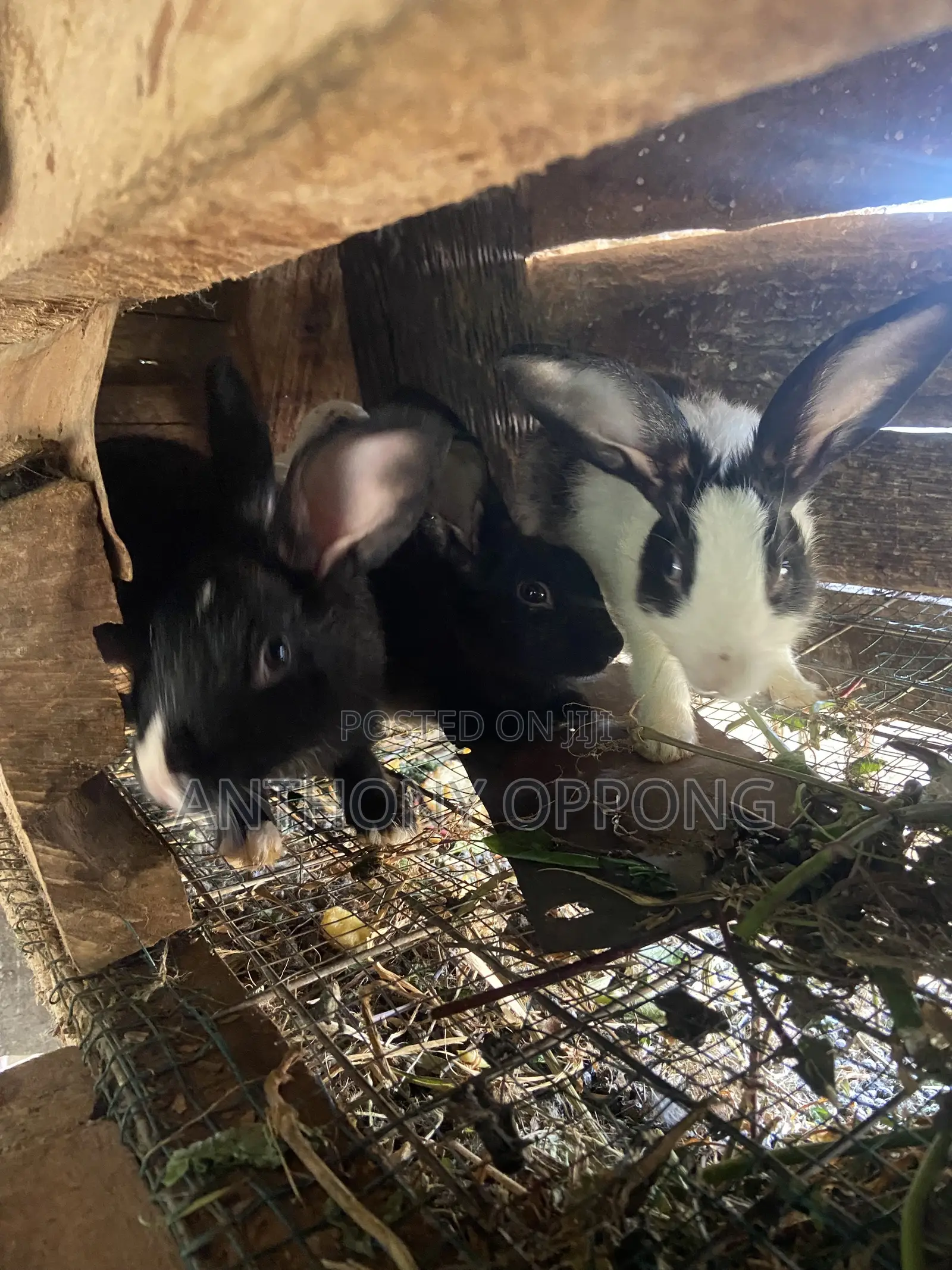 Male Rabbits