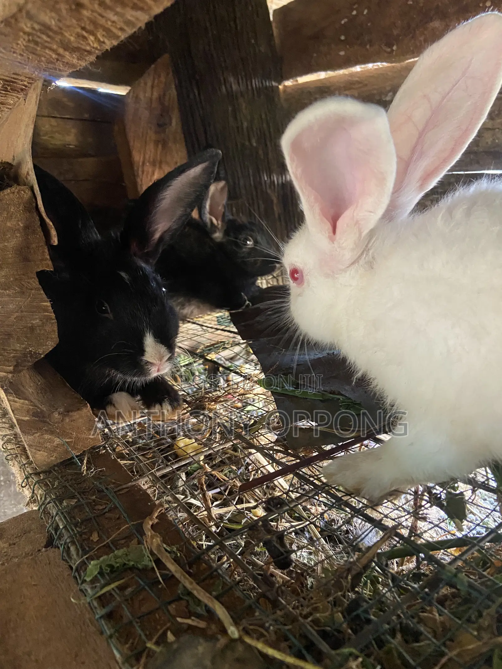 Male Rabbits