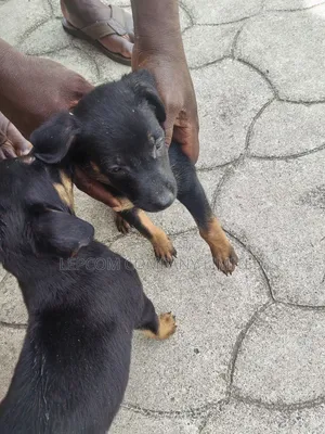 3-6 months Male Mixed Breed Belgian Malinois