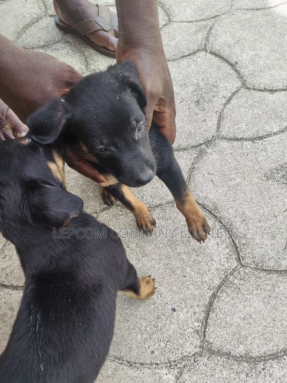 3-6 months Male Mixed Breed Belgian Malinois