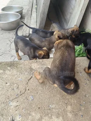 3-6 months Male Mixed Breed Belgian Malinois