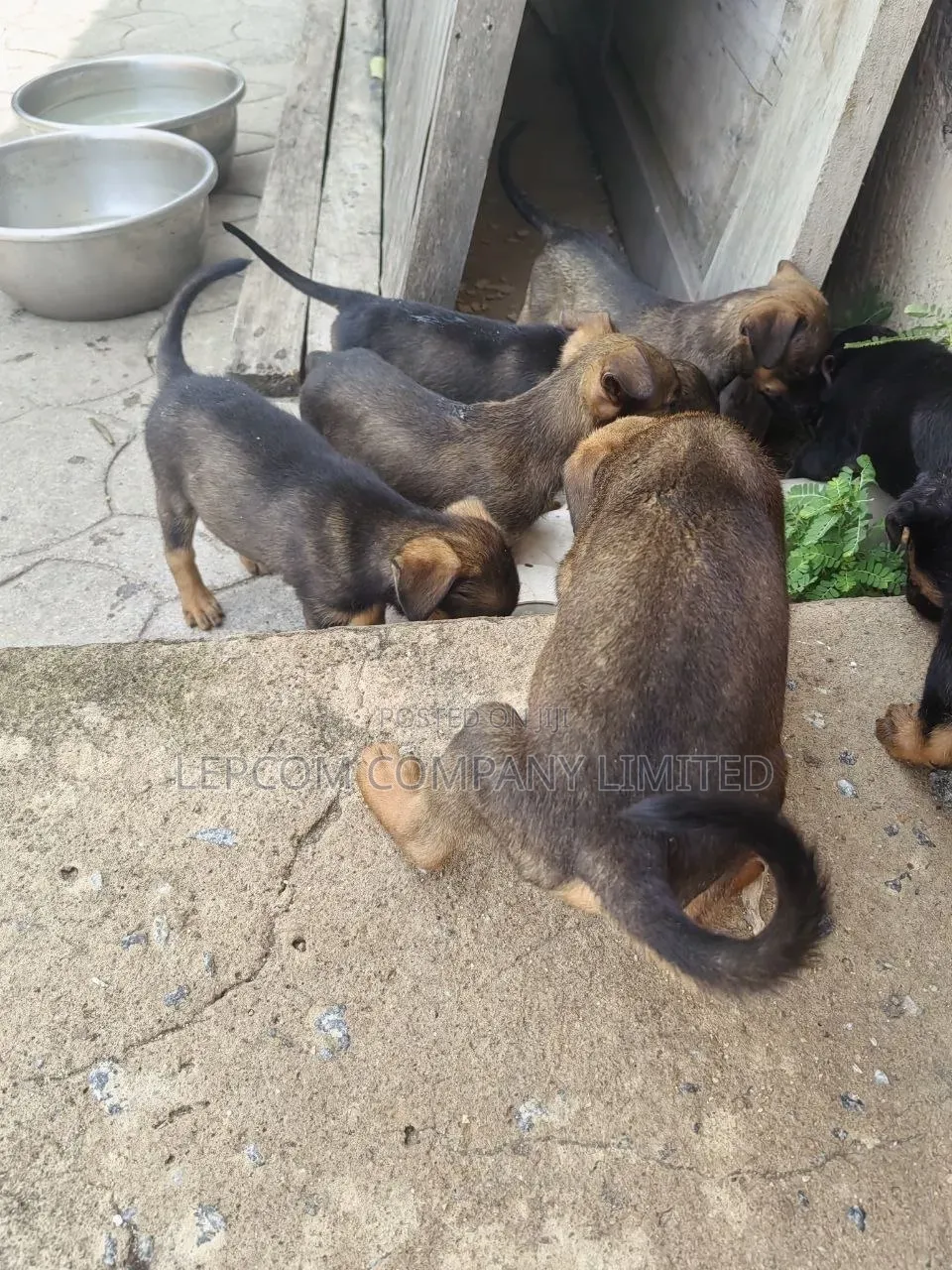 3-6 months Male Mixed Breed Belgian Malinois