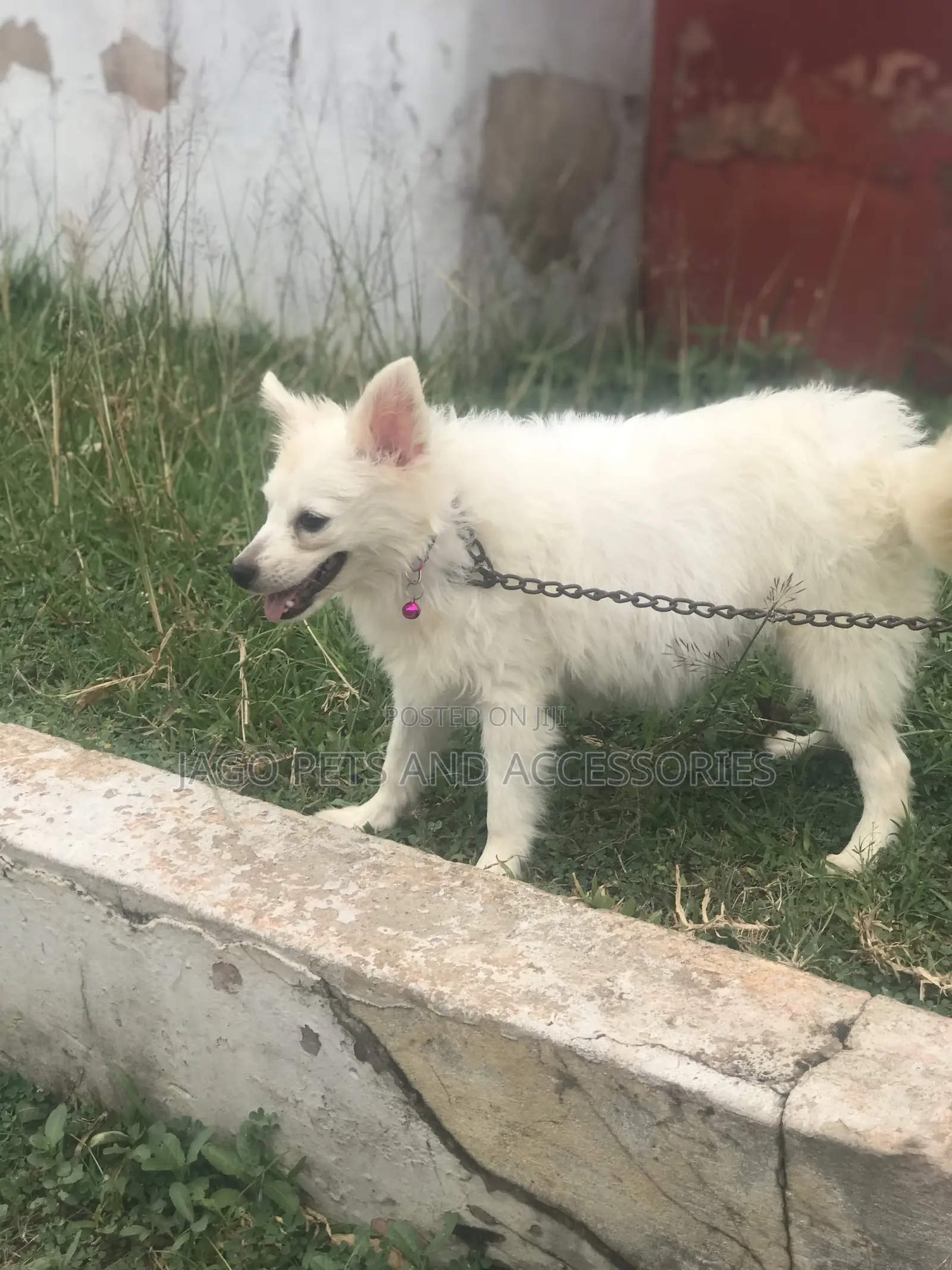 3-6 months Female Purebred American Eskimo