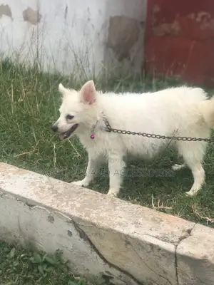 3-6 months Female Purebred American Eskimo