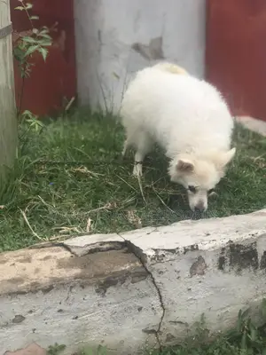 3-6 months Female Purebred American Eskimo