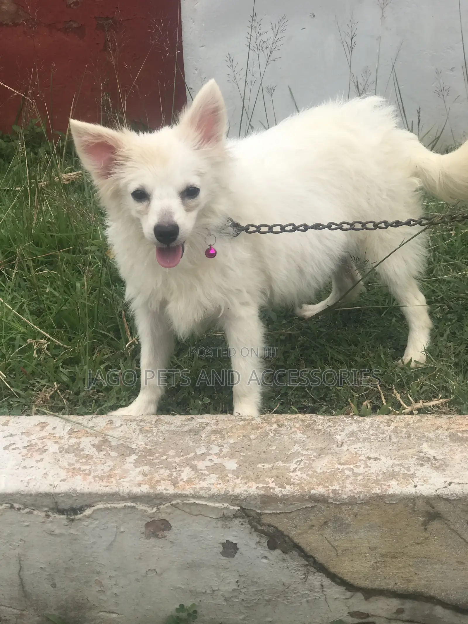 3-6 months Female Purebred American Eskimo